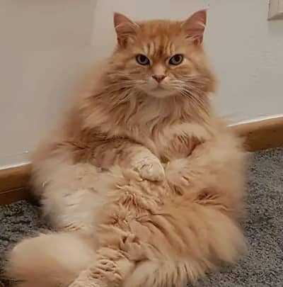 Persian Female Cat For Sale