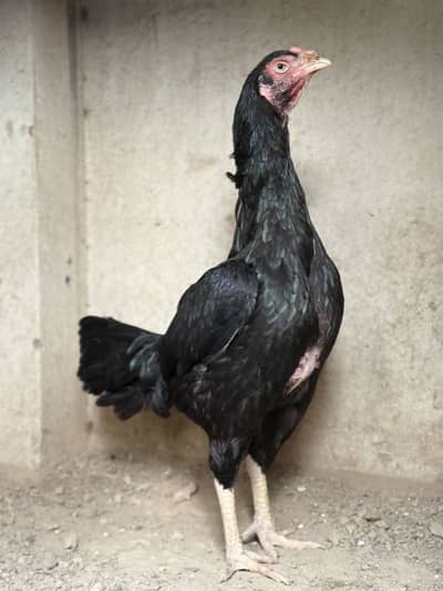 Black mushki female