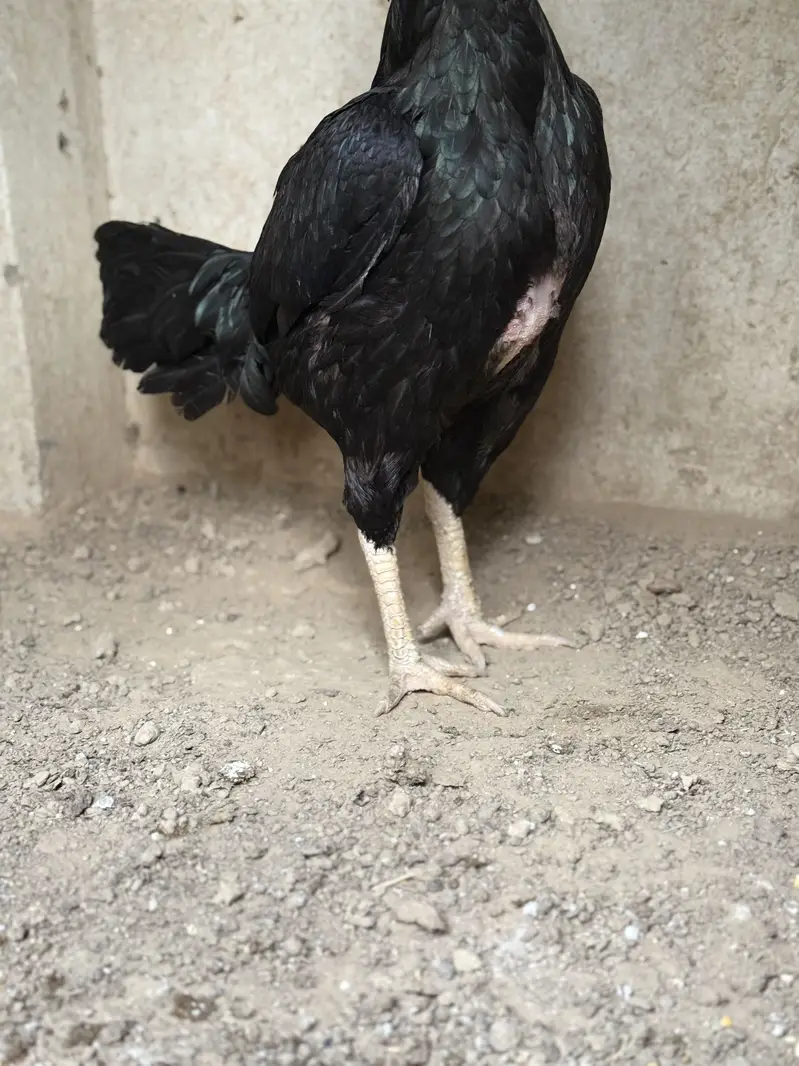 Black mushki female — photo 2
