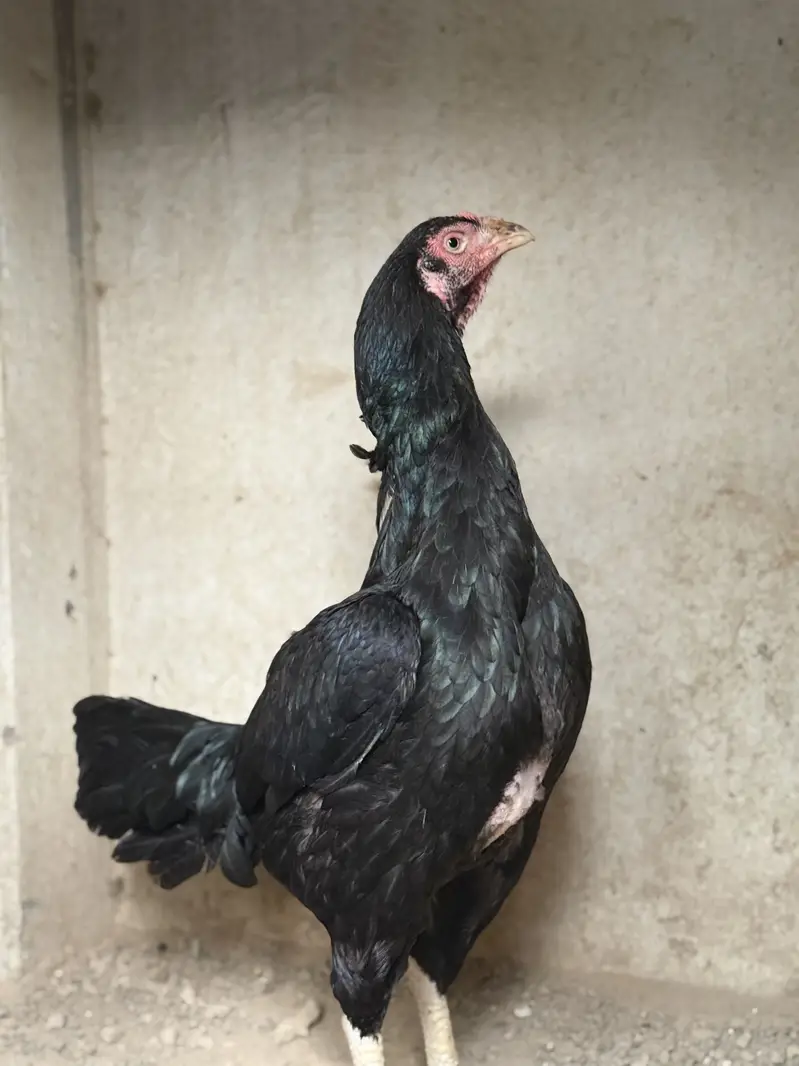 Black mushki female — photo 3