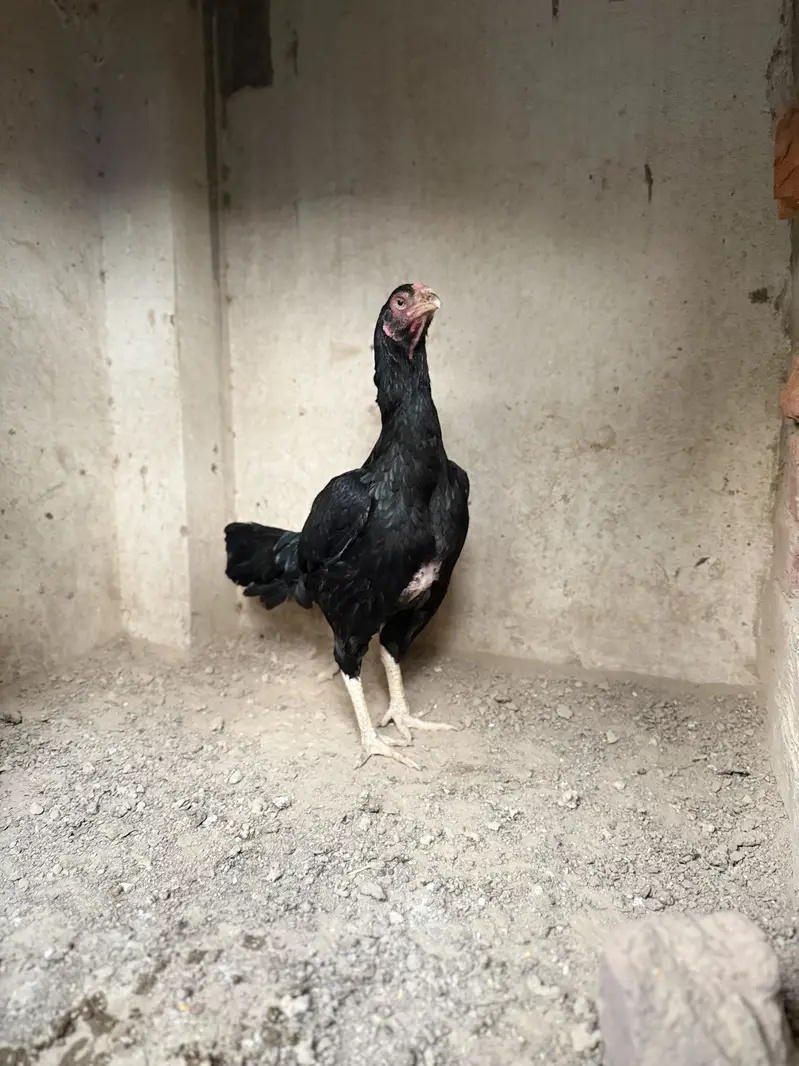 Black mushki female — photo 4