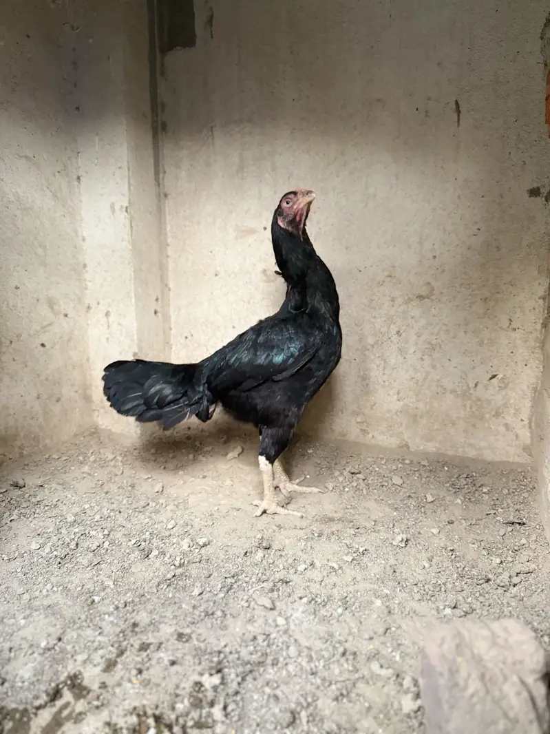 Black mushki female — photo 5