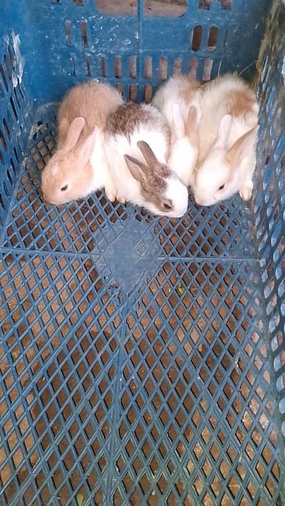 rabbits bunny's and angura cross female