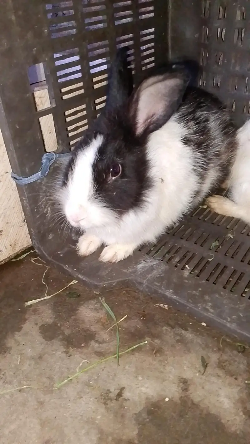 rabbits bunny's and angura cross female — photo 2