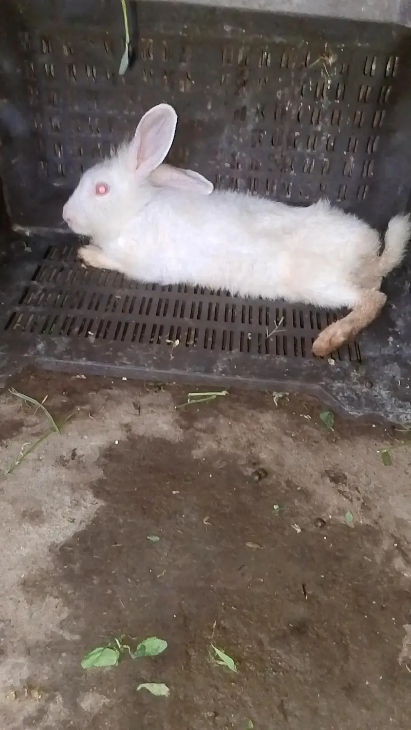 rabbits bunny's and angura cross female — photo 3