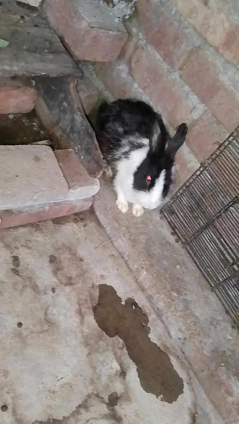 rabbits bunny's and angura cross female — photo 4