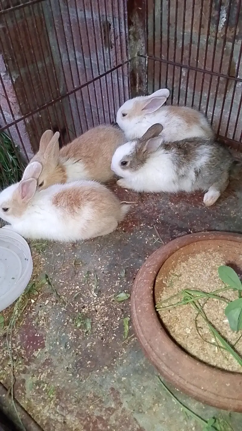 rabbits bunny's and angura cross female — photo 5