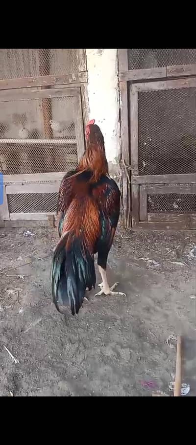 2 Aseel For Sale ( Sindhi Jageeri)