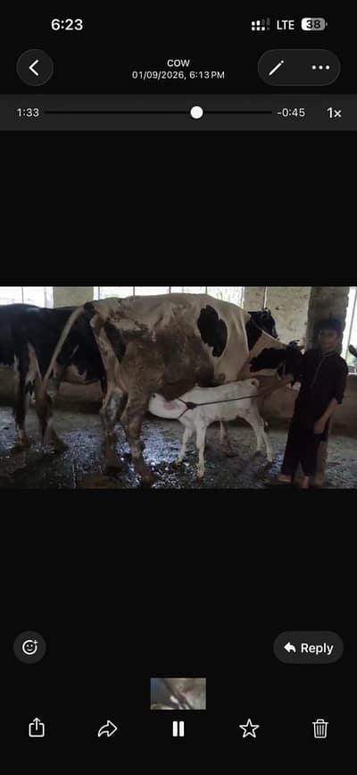 Dairy Farm Animals for Sale
