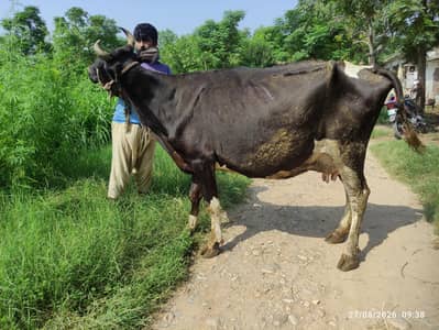 Dairy Farm Animals for Sale