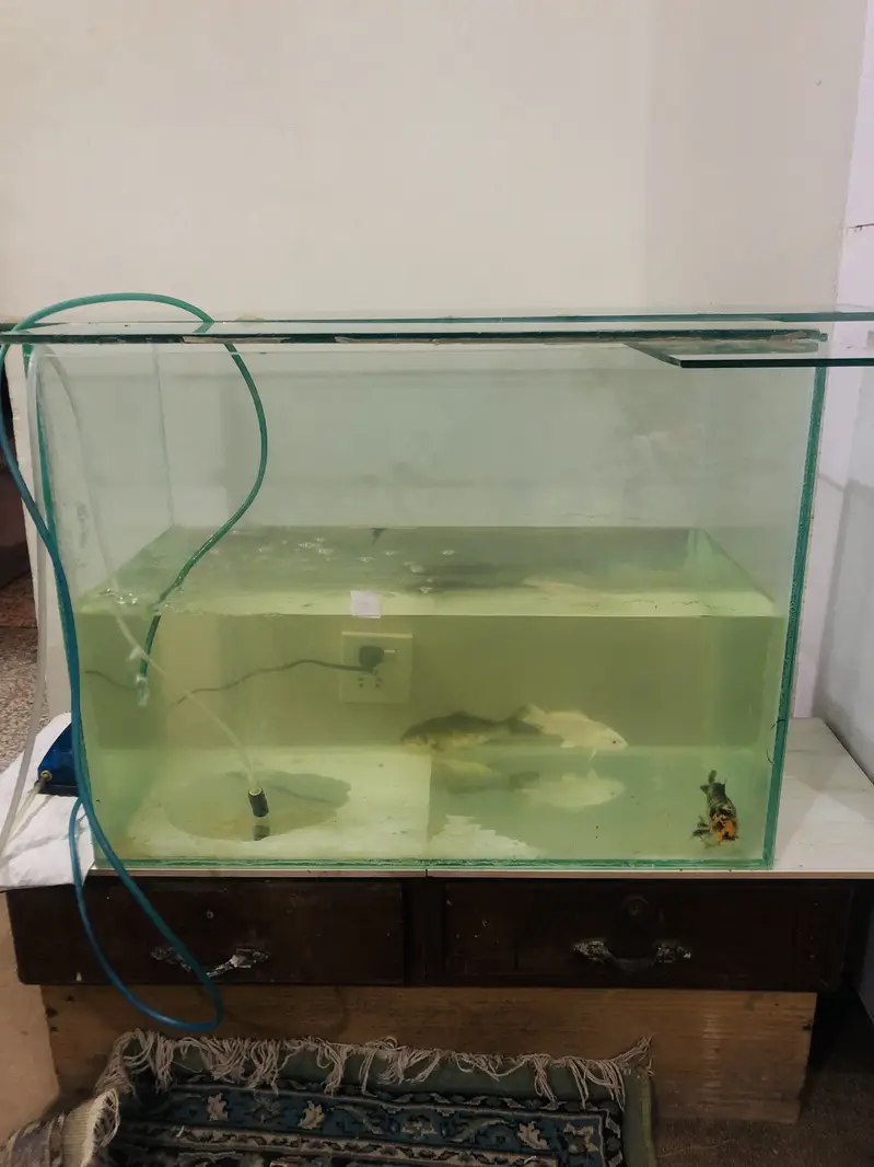 New Aquarium For Sale With Koi Fish