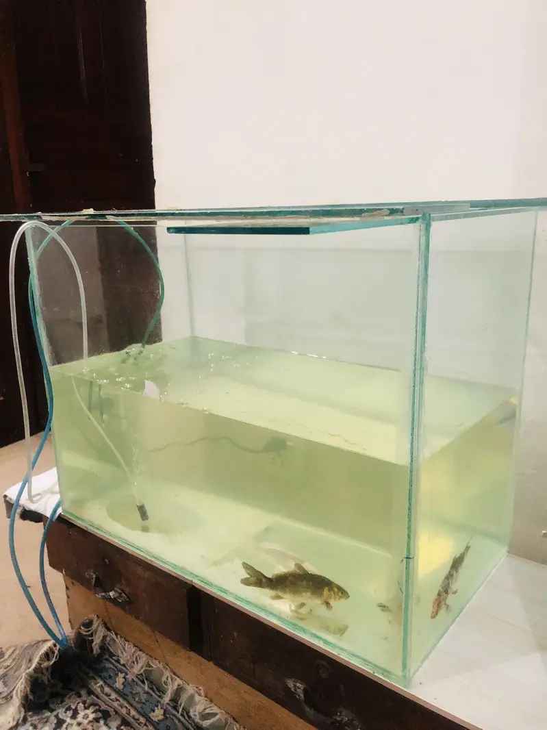 New Aquarium For Sale With Koi Fish — photo 2