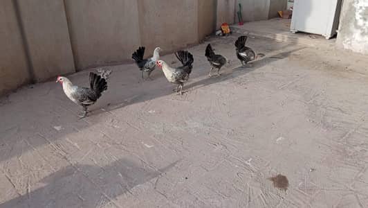 Egyptian Fayoumi – 6 Months | 6 Pullets + 5 Roosters