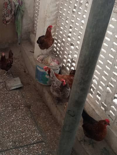 eggs wali Murugi