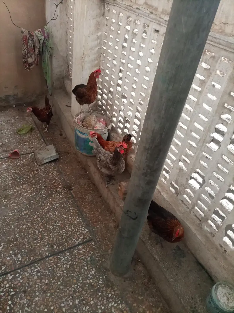 eggs wali Murugi — photo 2