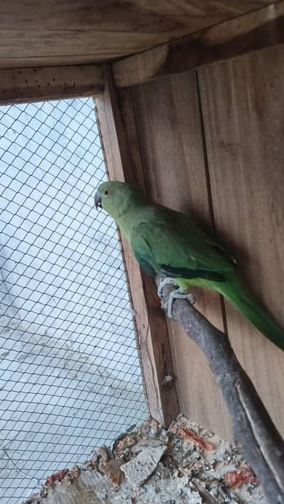 Female parrot for sale
