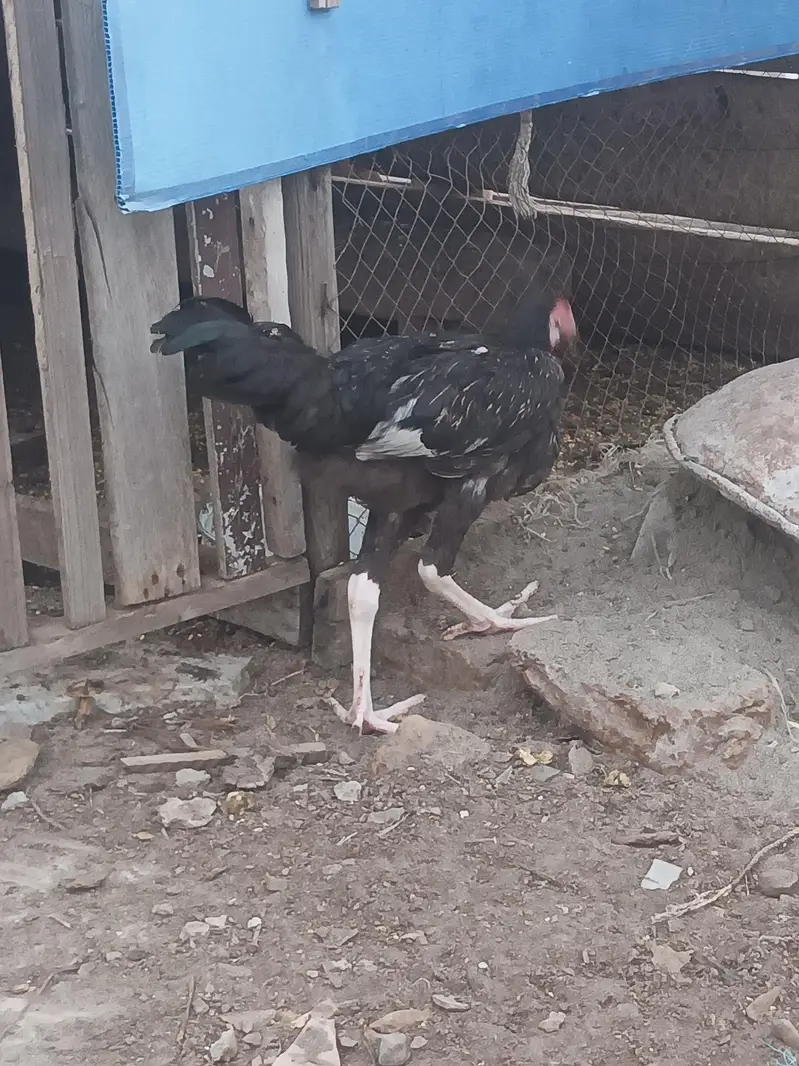 pair ha aseel ka ma khud hatch krway ha ,,,, — photo 2