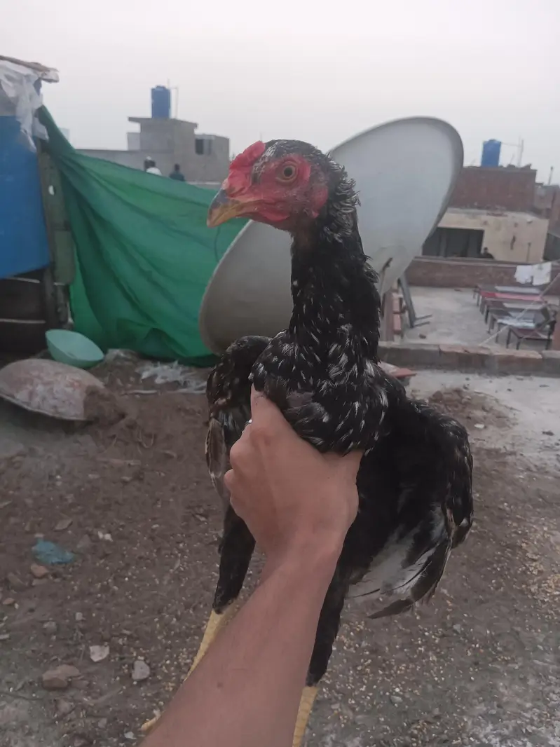 pair ha aseel ka ma khud hatch krway ha ,,,, — photo 3