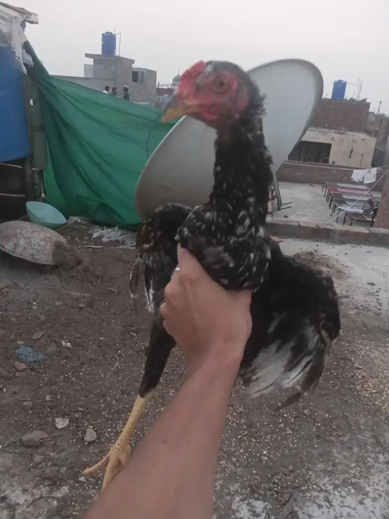 pair ha aseel ka ma khud hatch krway ha ,,,, — photo 4