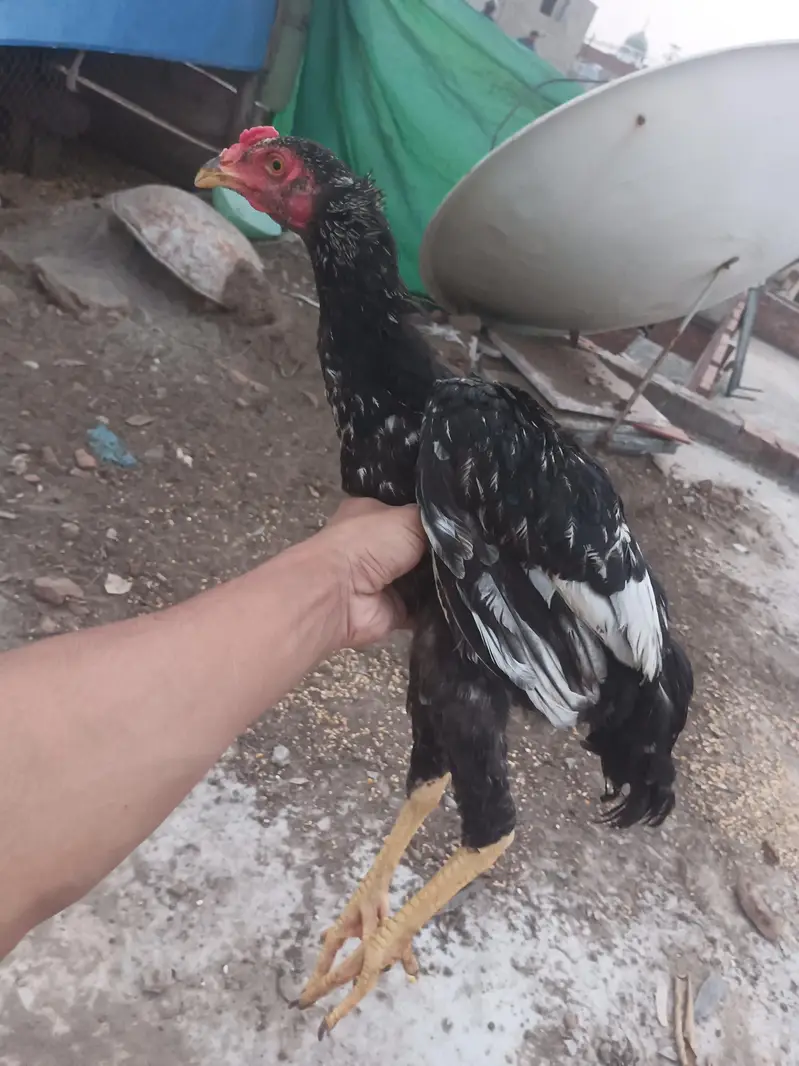 pair ha aseel ka ma khud hatch krway ha ,,,, — photo 5