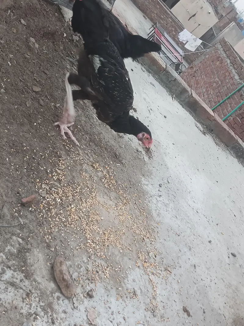 pair ha aseel ka ma khud hatch krway ha ,,,, — photo 7