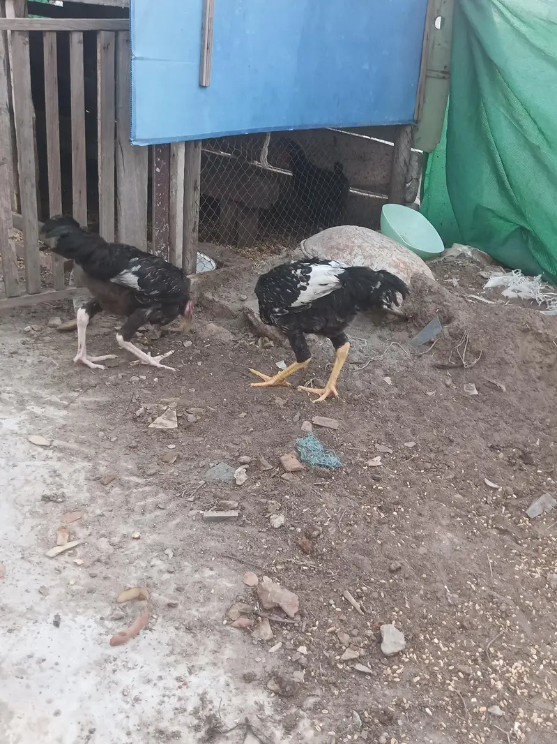 pair ha aseel ka ma khud hatch krway ha ,,,, — photo 8