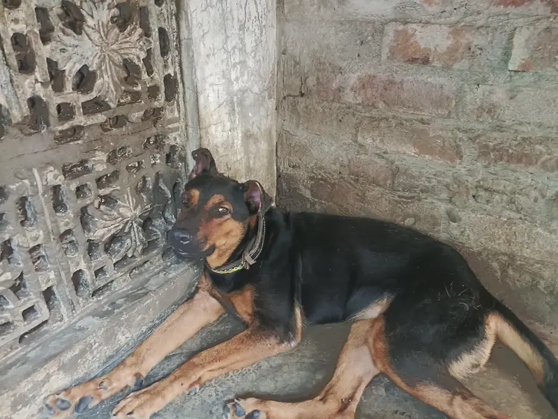 doberman shepherd mix breed female for sale