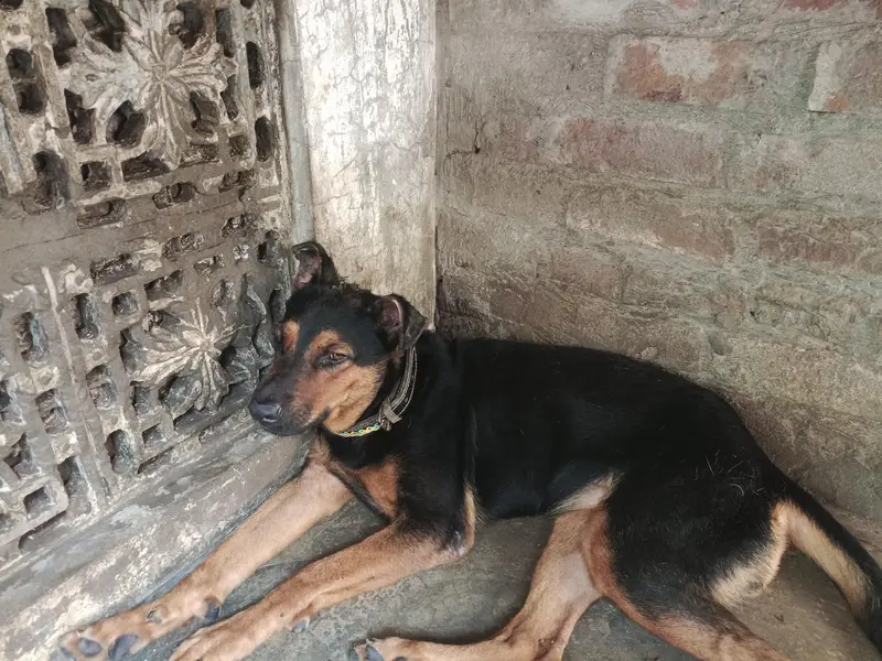 doberman shepherd mix breed female for sale — photo 2