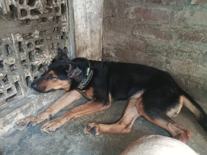 doberman shepherd mix breed female for sale — photo 3