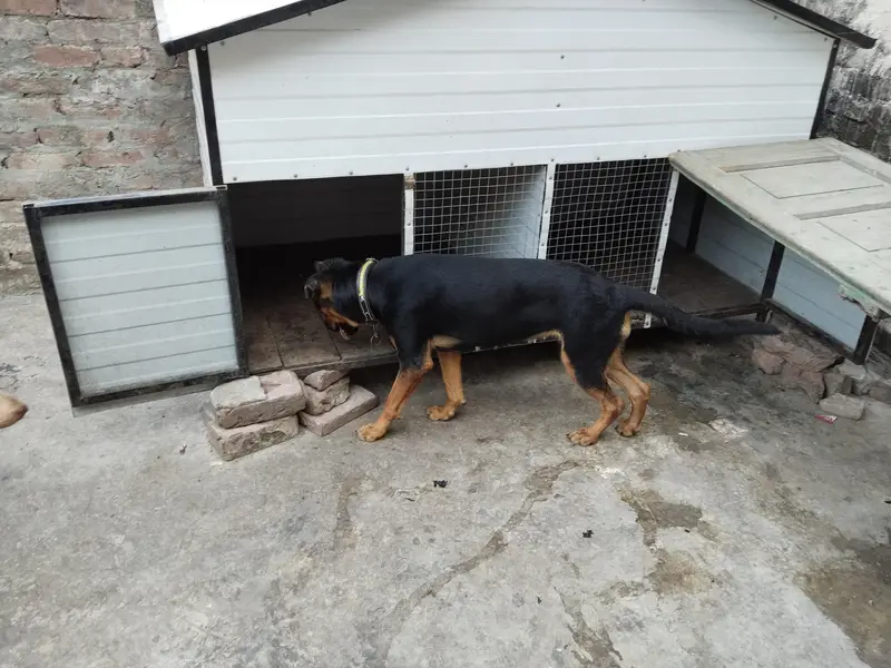 doberman shepherd mix breed female for sale — photo 4