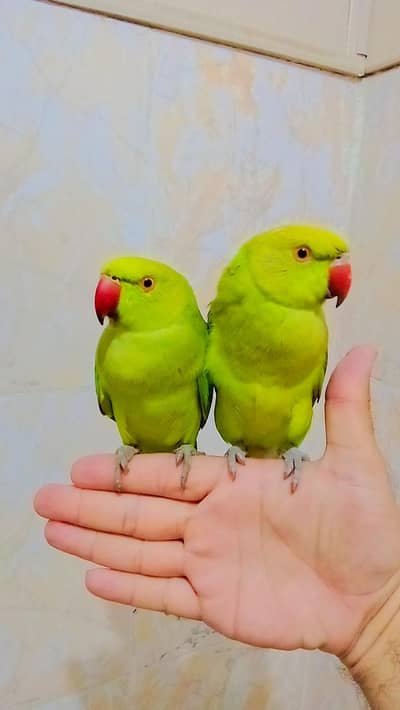 single 5500 pair 11000Green ringneck parrot handtame male female