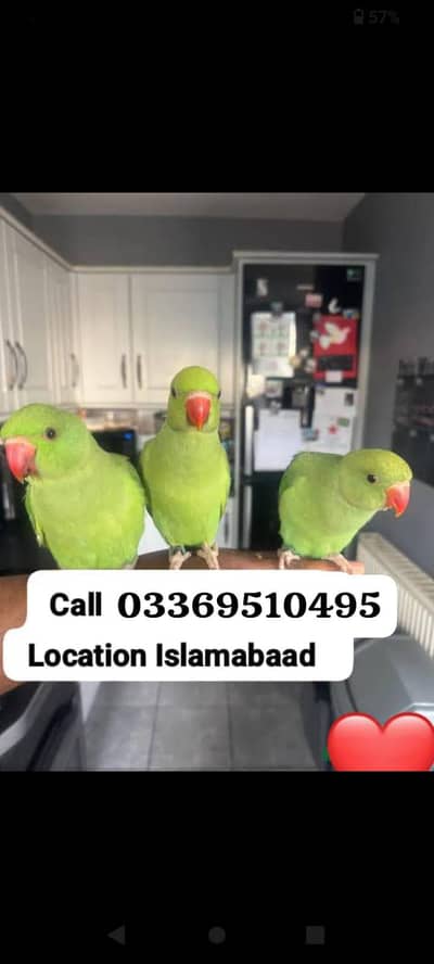 Green ringneck parrot Handtame male female available