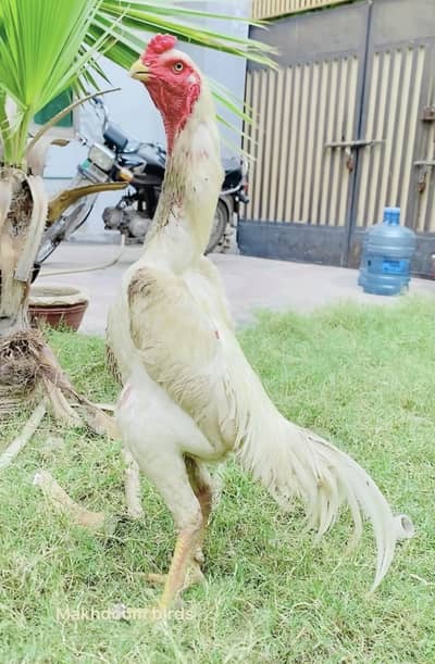 White O shamo pure German breed