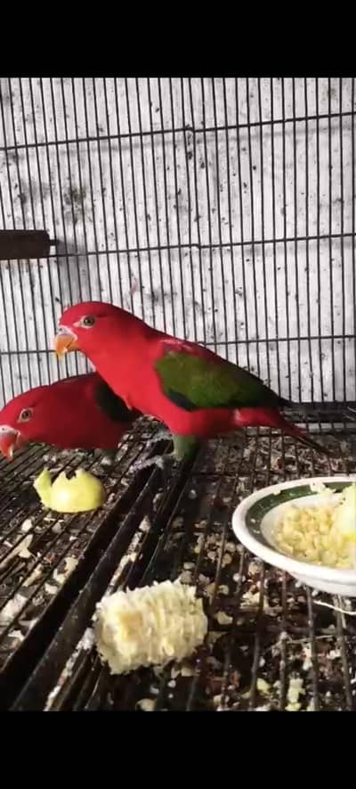 chatring lorry full bonded pair with DNA
