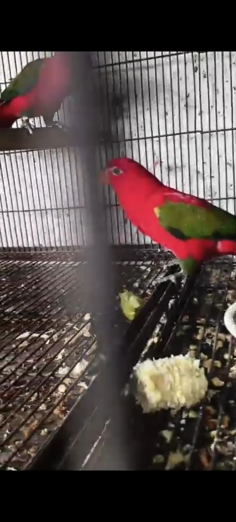 chatring lorry full bonded pair with DNA — photo 3
