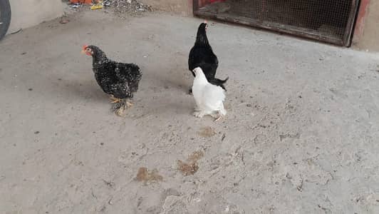 Bentunm  Fancy Chicks – 3.5  Months – Multan