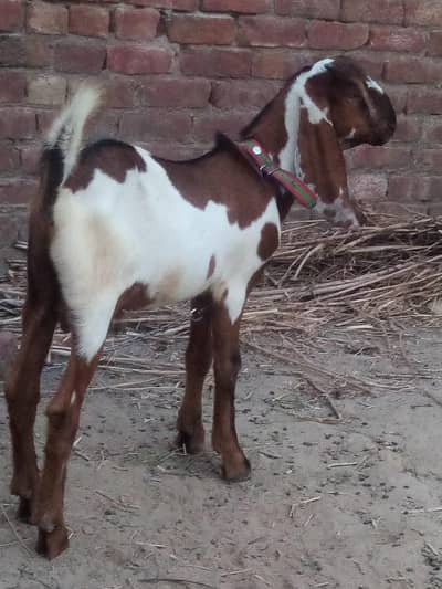 Male goat