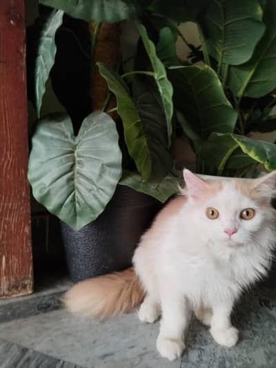 pure parsian male kitten contact 0322-5629-791