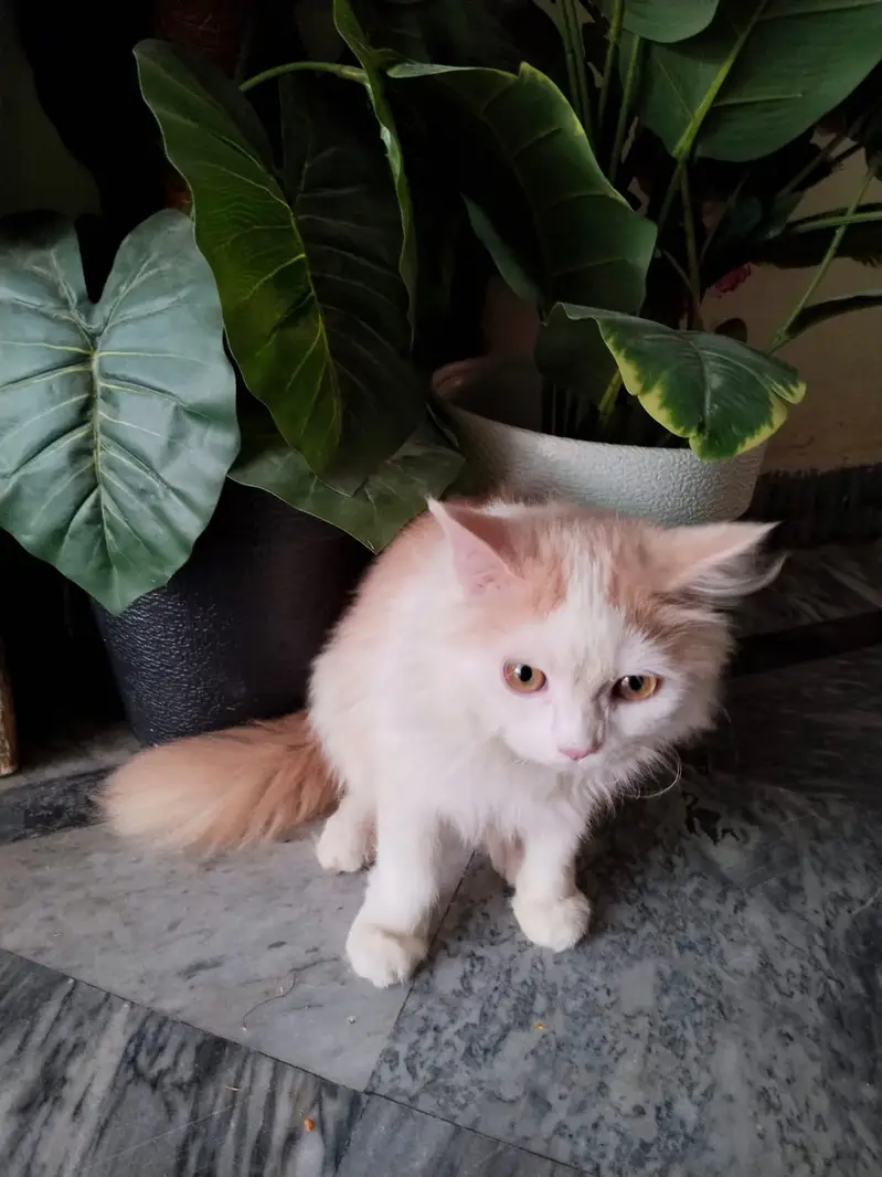 pure parsian male kitten contact 0322-5629-791 — photo 3