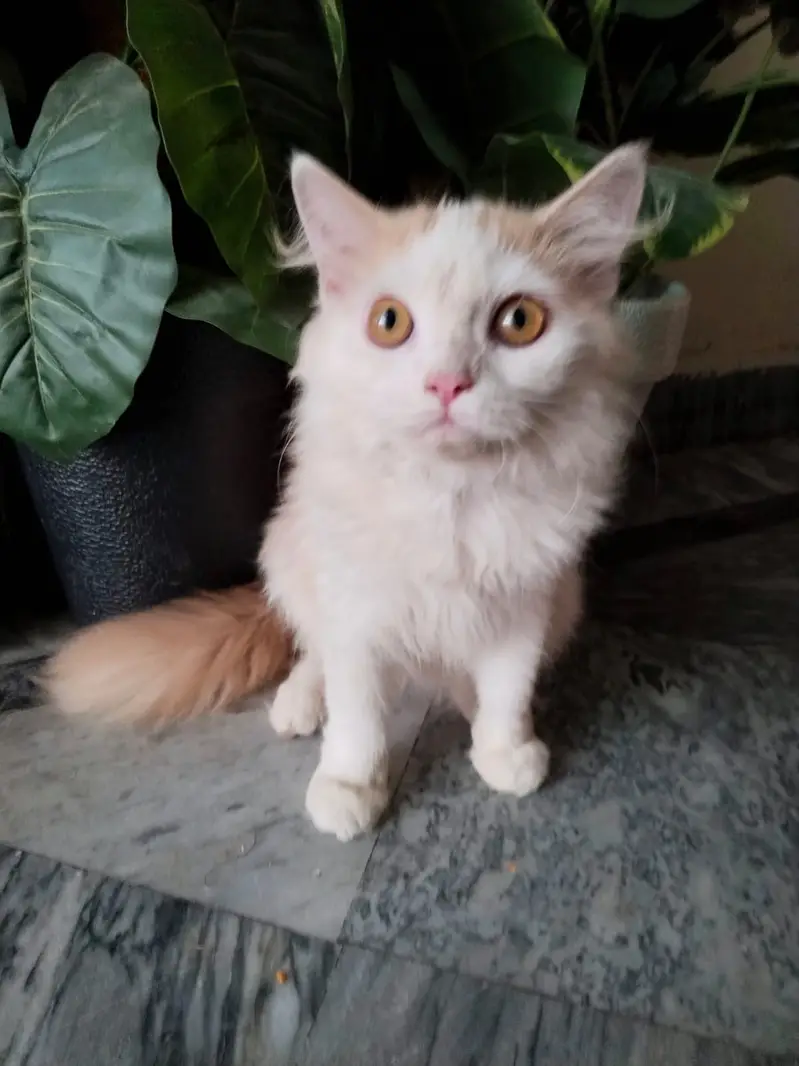pure parsian male kitten contact 0322-5629-791 — photo 4