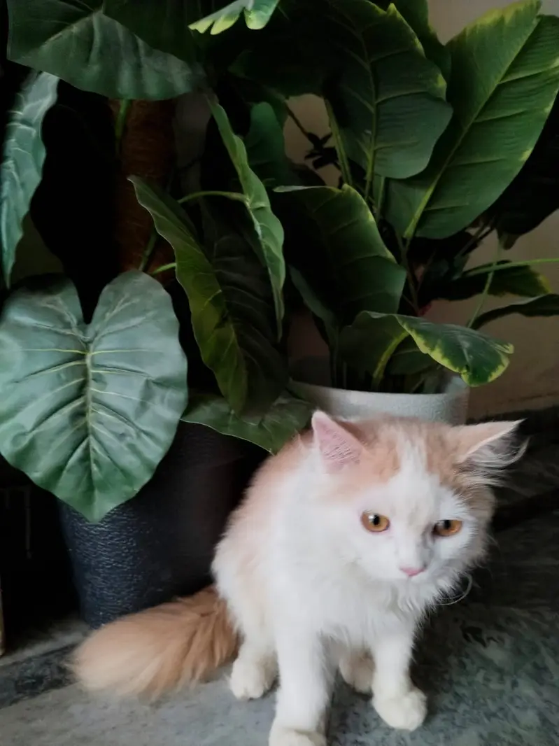 pure parsian male kitten contact 0322-5629-791 — photo 5