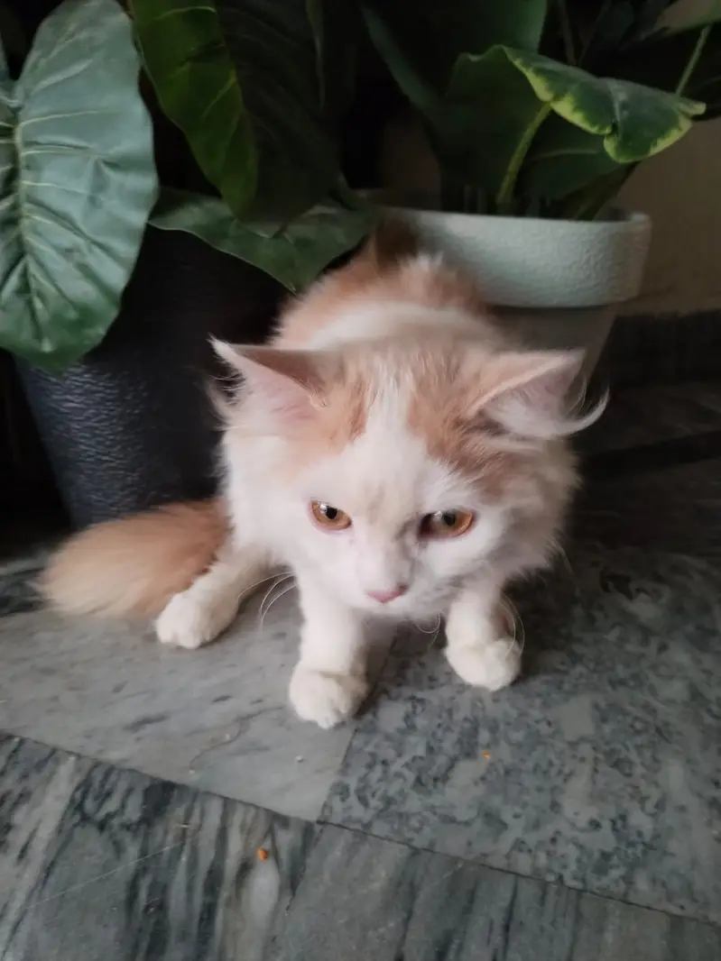 pure parsian male kitten contact 0322-5629-791 — photo 6