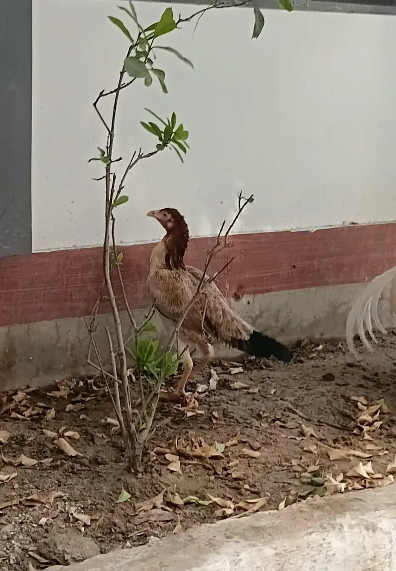 Aseel pair — photo 3