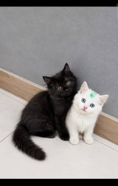 Original Persian Cats