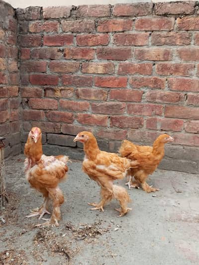 golden buff and black buff chicks
