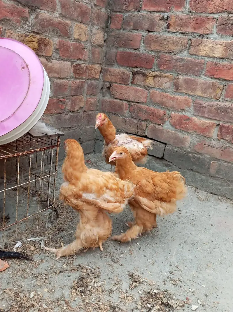 golden buff and black buff chicks — photo 2