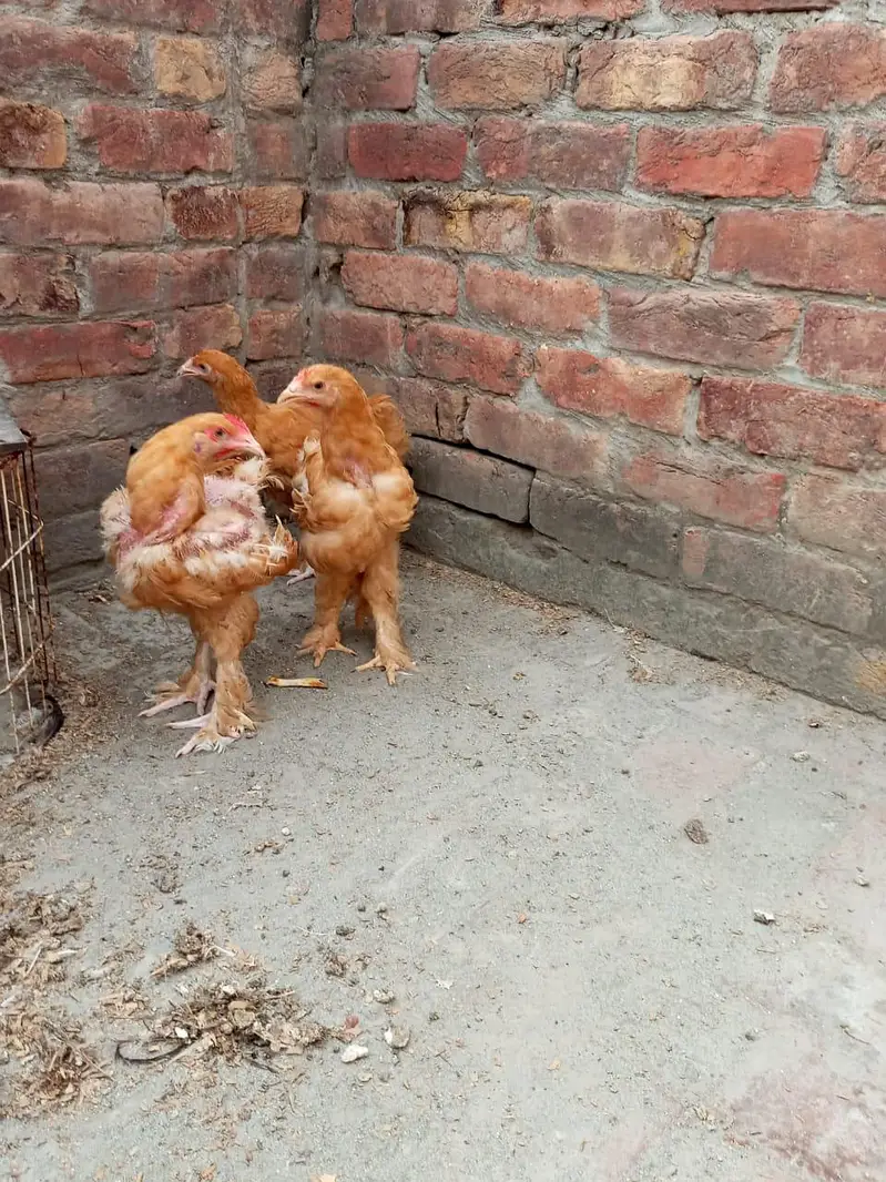 golden buff and black buff chicks — photo 3