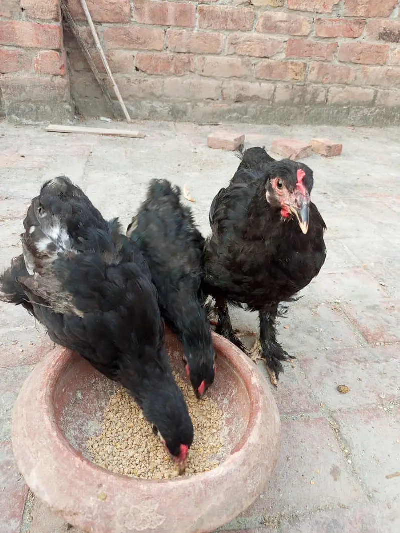 golden buff and black buff chicks — photo 4