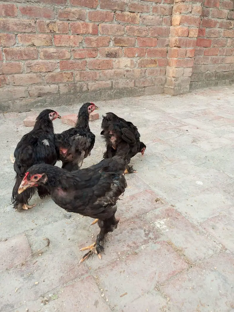 golden buff and black buff chicks — photo 5