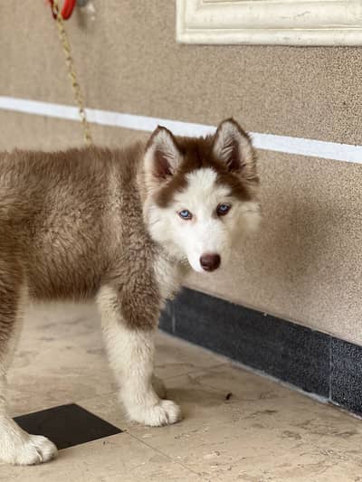 Beautiful Siberian Husky For Sale